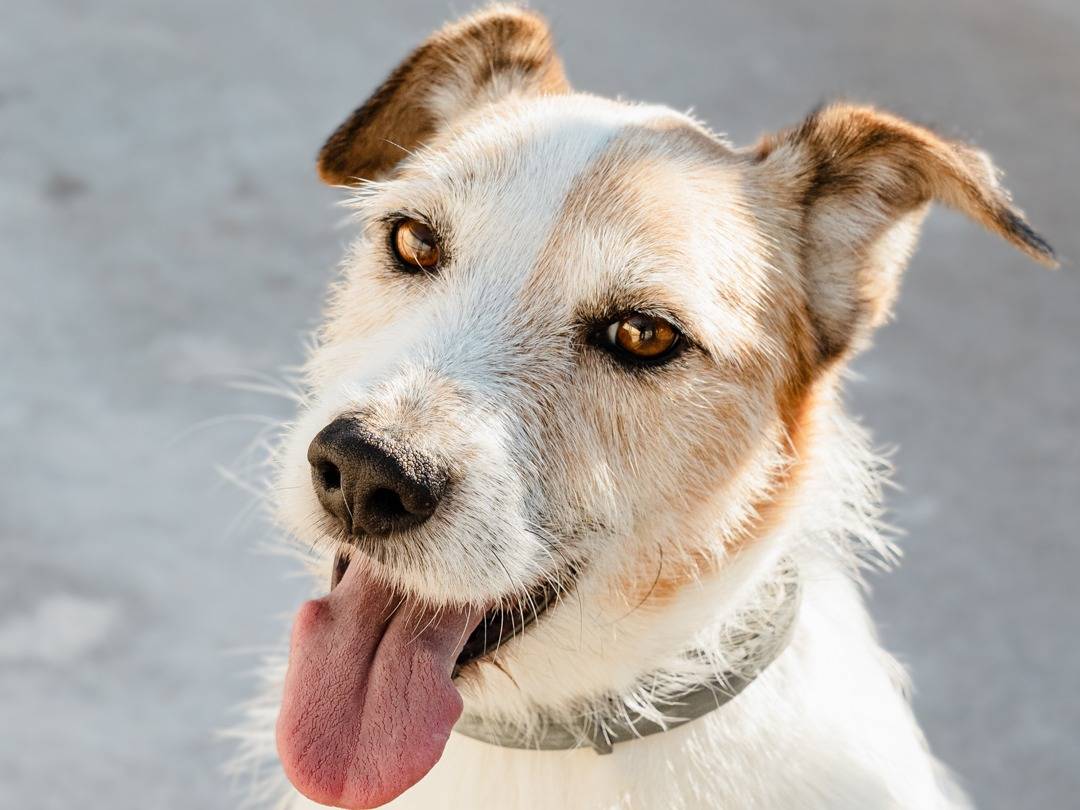 Adozione cane, maschio, Jack Russell Terrier Spinone, 7 anni  e 7 mesi , taglia media contenuta, Caserta