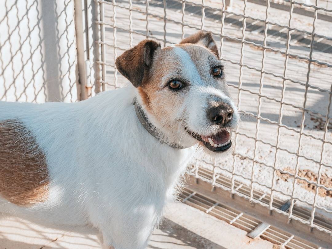 Adotta un cane, maschio, 7 anni  e 7 mesi , Caserta