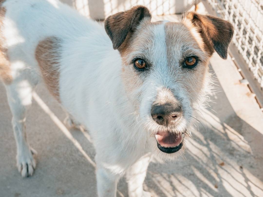 Adotta un cane, taglia media contenuta, maschio, Caserta