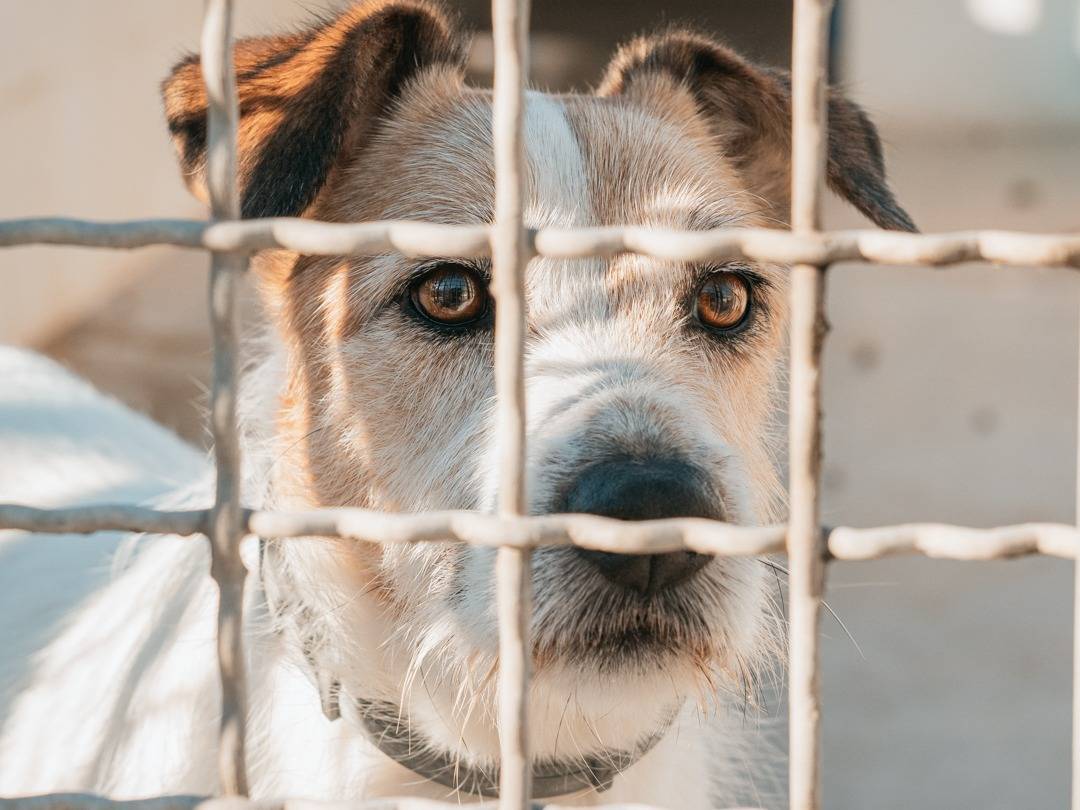 Vuoi adottare un cane a Caserta?