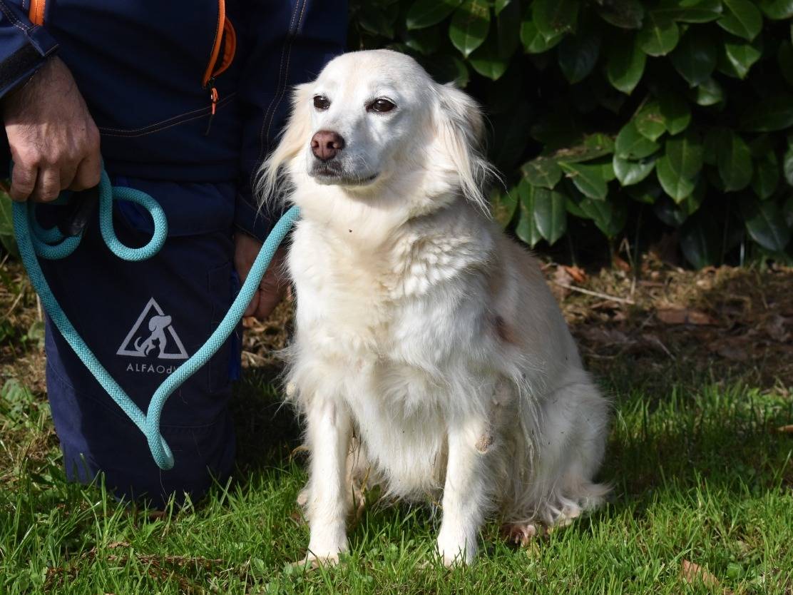 Adotta un cane, femmina, 8 anni  e 5 mesi , Roma