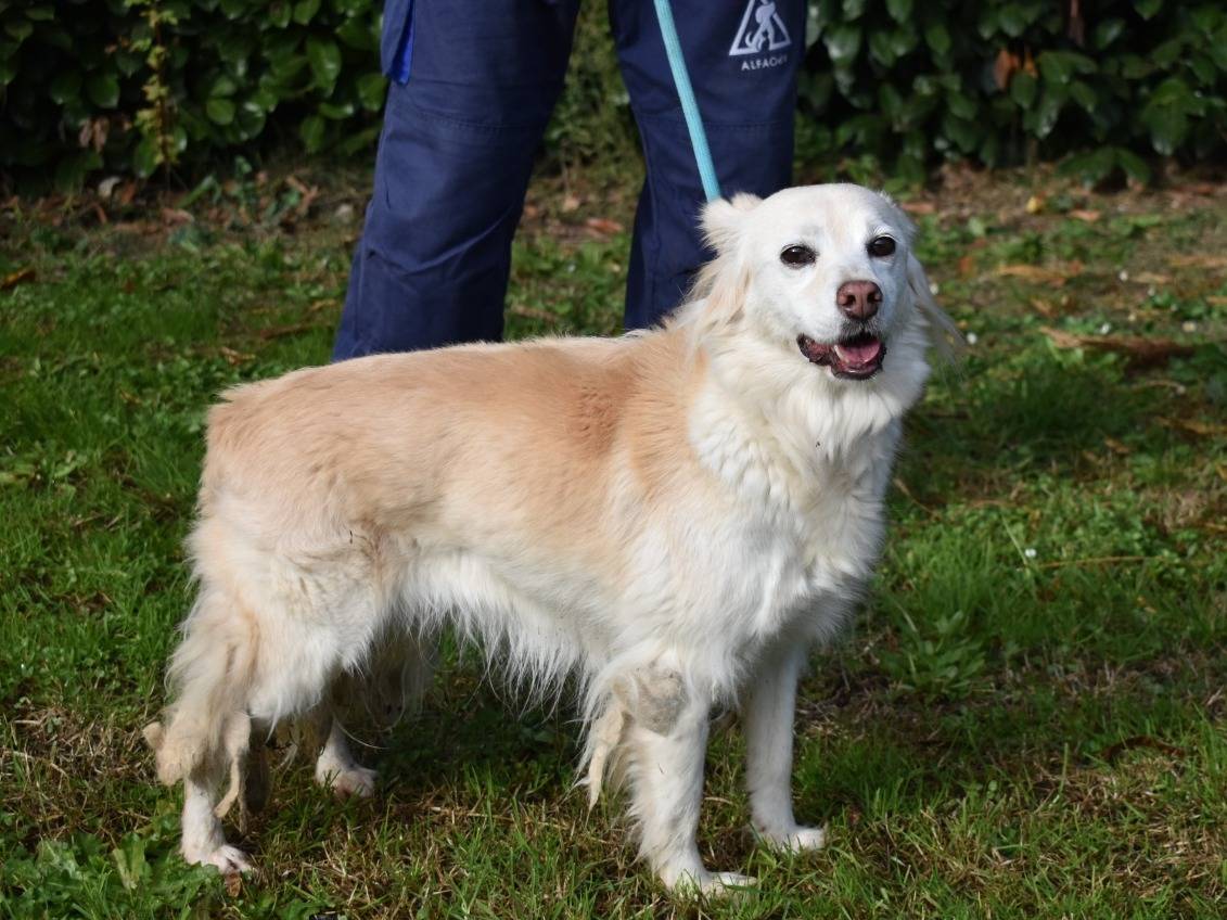 Adotta un cane, taglia piccola, femmina, Roma