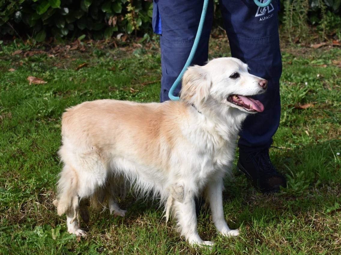 Vuoi adottare un cane a Roma?