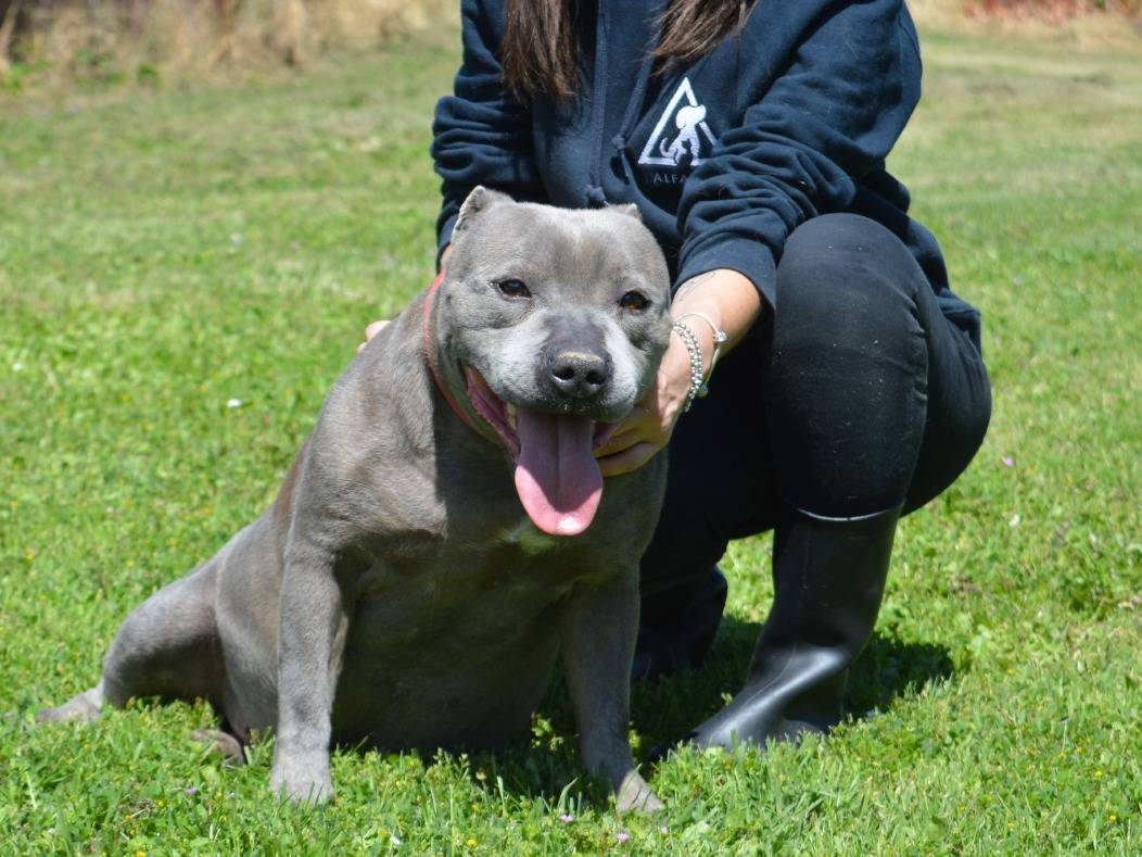 Adotta un cane, maschio, 6 anni  e 3 mesi , Roma