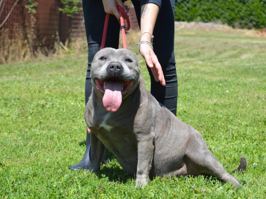 Adotta un cane, taglia media, maschio, Roma