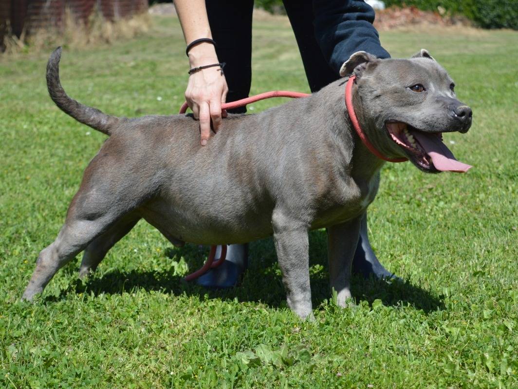 Vuoi adottare un cane a Roma?