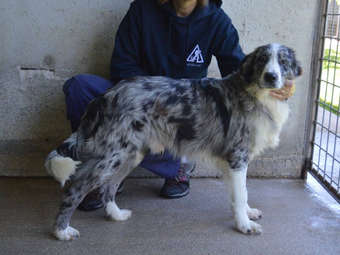 Adotta un cane, maschio, 1 anno e 6 mesi , Roma