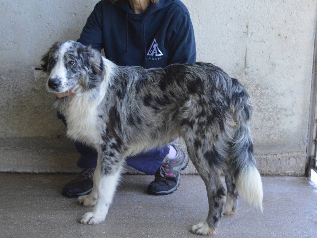 Adotta un cane, taglia grande, maschio, Roma