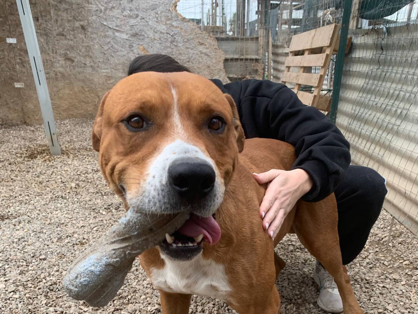 Adotta un cane, maschio, 4 anni  e 2 mesi , Taranto