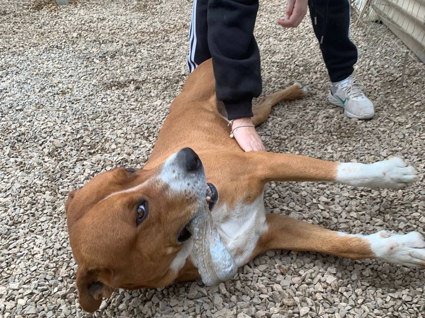 Adotta il cane Igor a Taranto