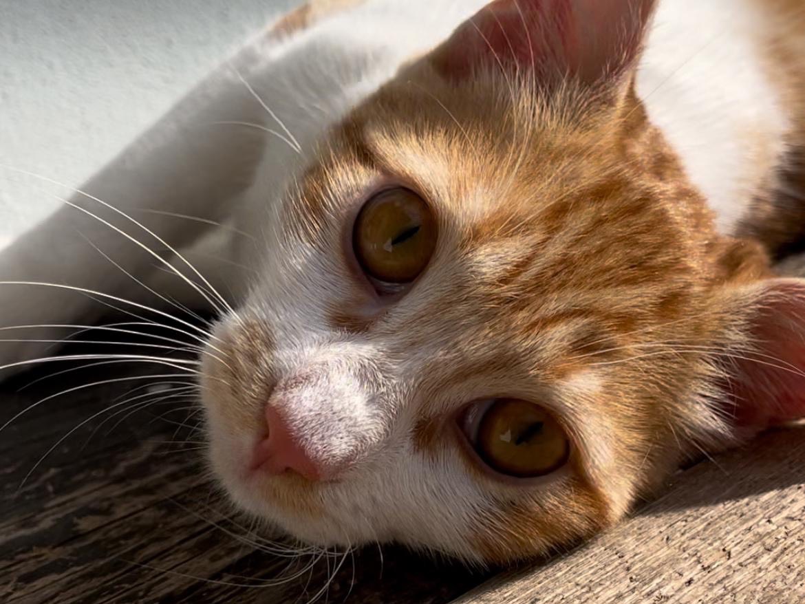 Adotta un gatto, maschio, 10 mesi, Roma