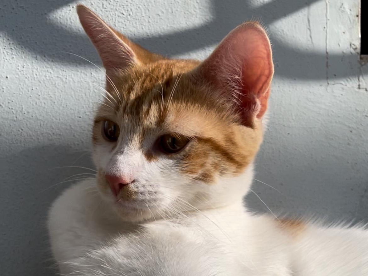 Vuoi adottare un gatto a Roma?