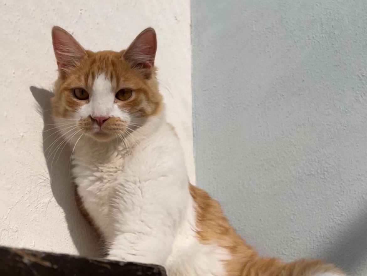 Adozione gatto, maschio, Razza sconosciuta Razza sconosciuta, 1 anno, taglia non valida, Roma