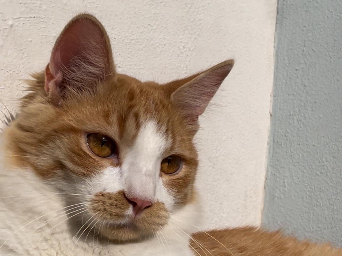 Adotta un gatto, maschio, 1 anno, Roma