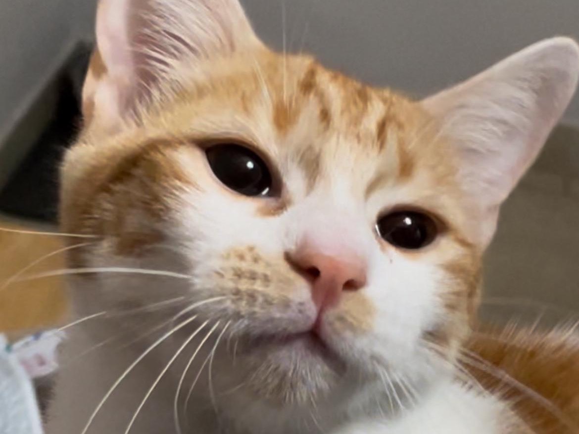 Adotta il gatto Zucca a Roma