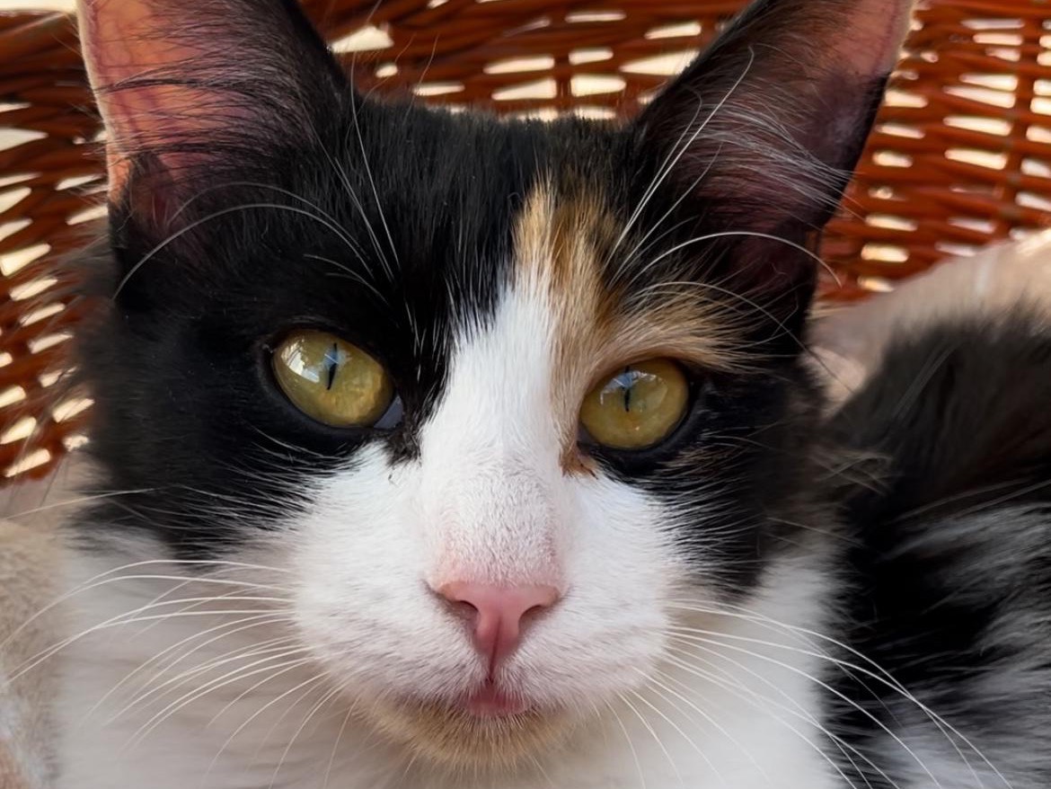 Adotta un gatto, femmina, 1 anno, Roma