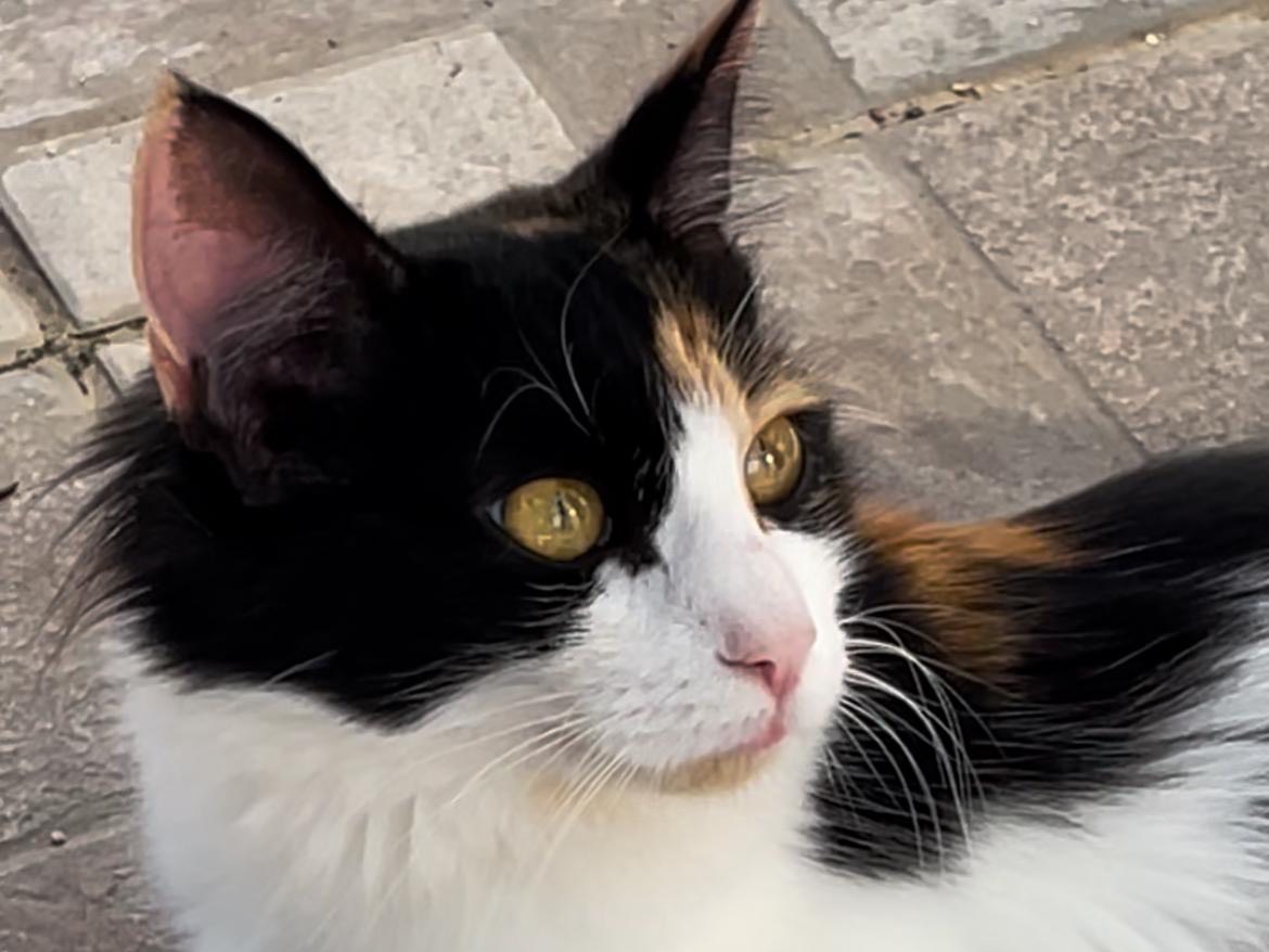 Adotta un gatto, taglia non valida, femmina, Roma