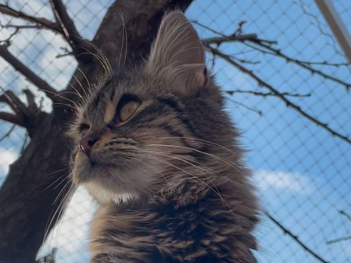 Foto dell'animale
