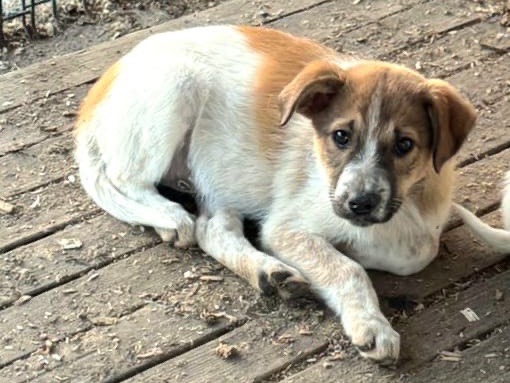 Vuoi adottare un cane a Teramo?