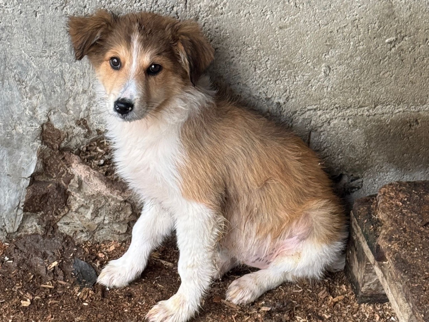 Foto dell'animale