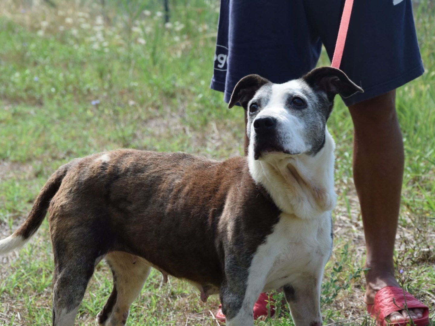 Adotta un cane, taglia media, femmina, Pescara