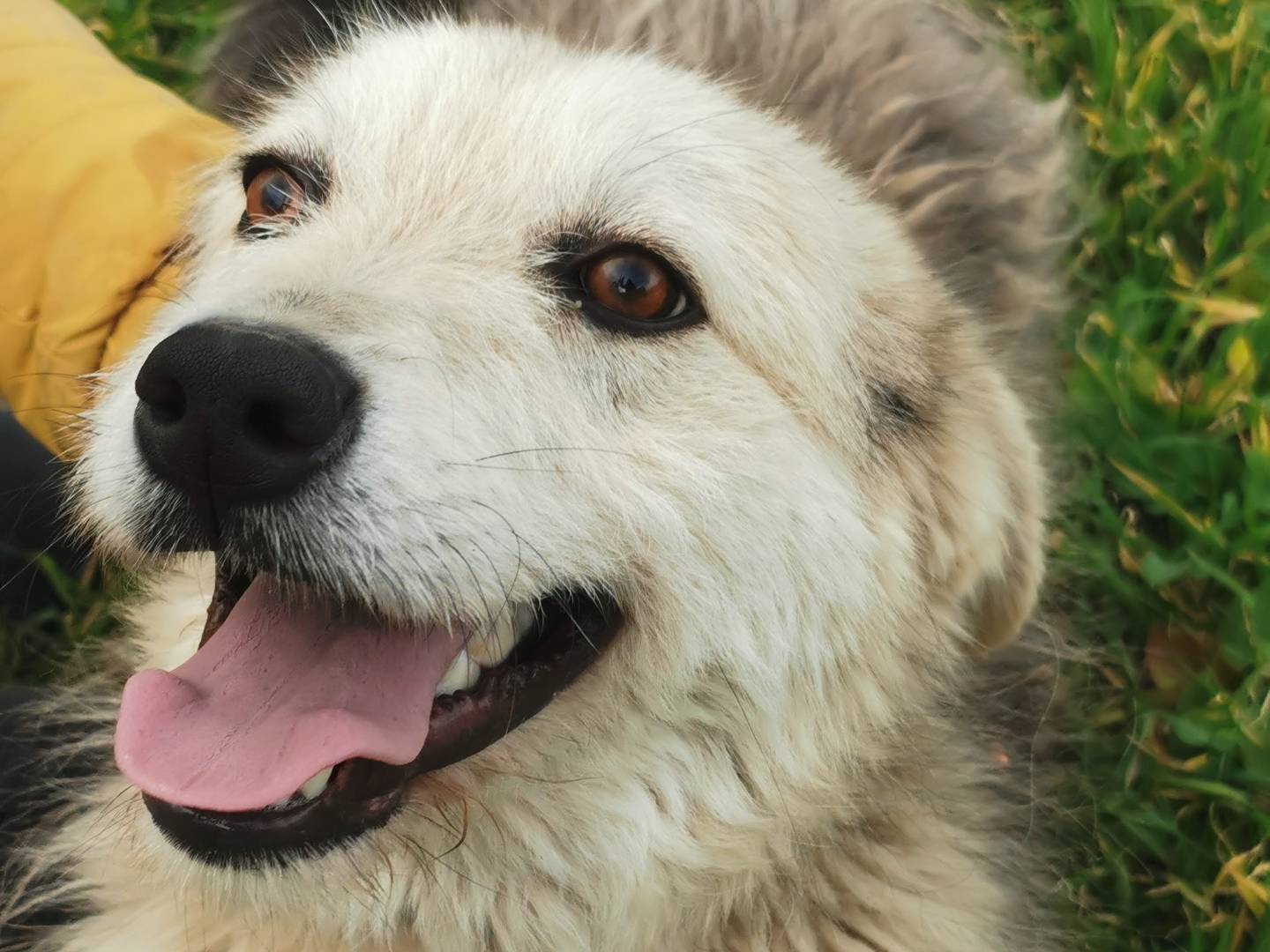 Foto dell'animale