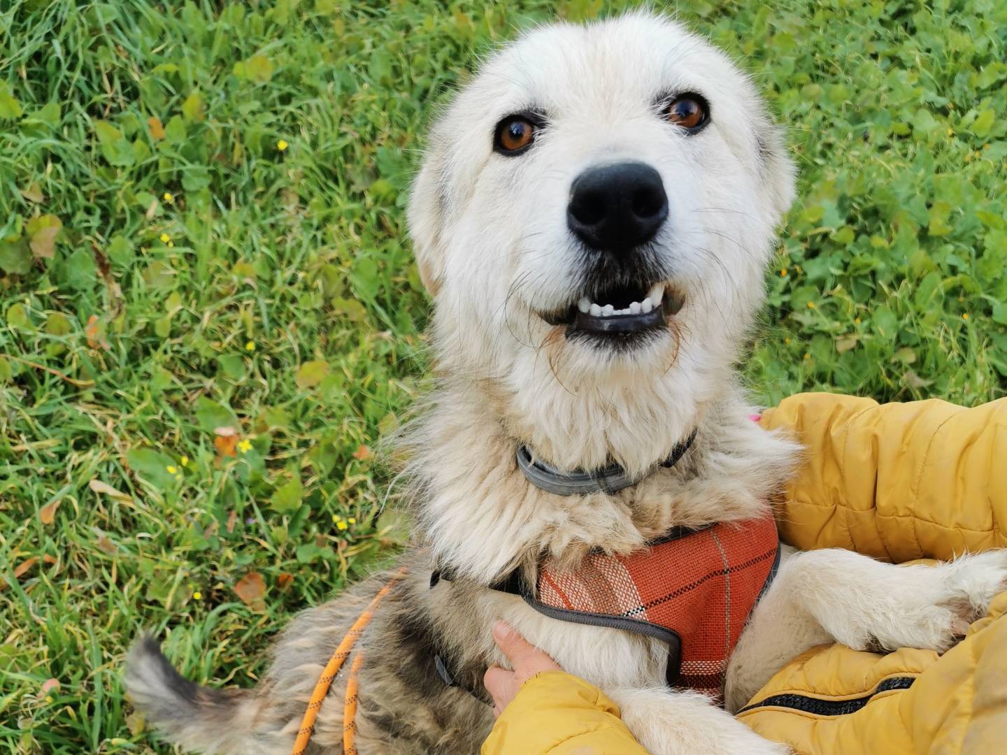 Adotta un cane, femmina, 9 mesi, Palermo