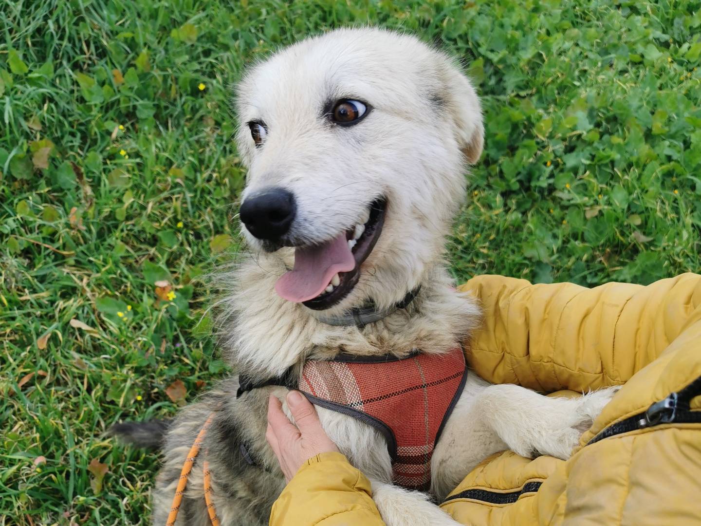 Vuoi adottare un cane a Palermo?
