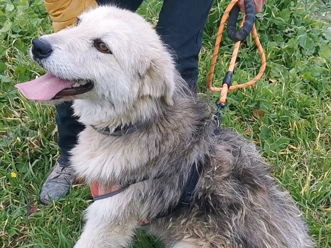 Adotta il cane NINA  a Palermo