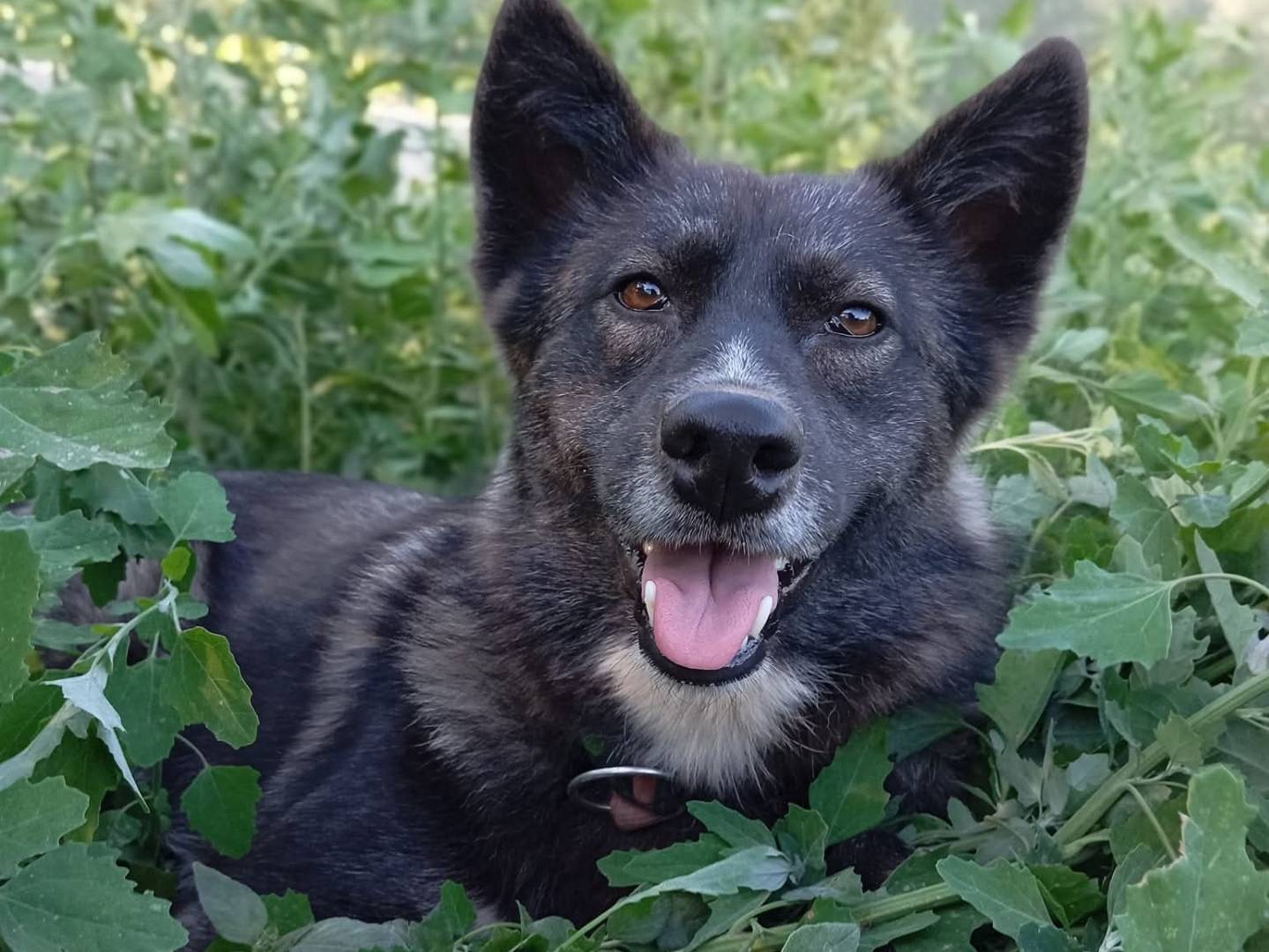 Foto dell'animale