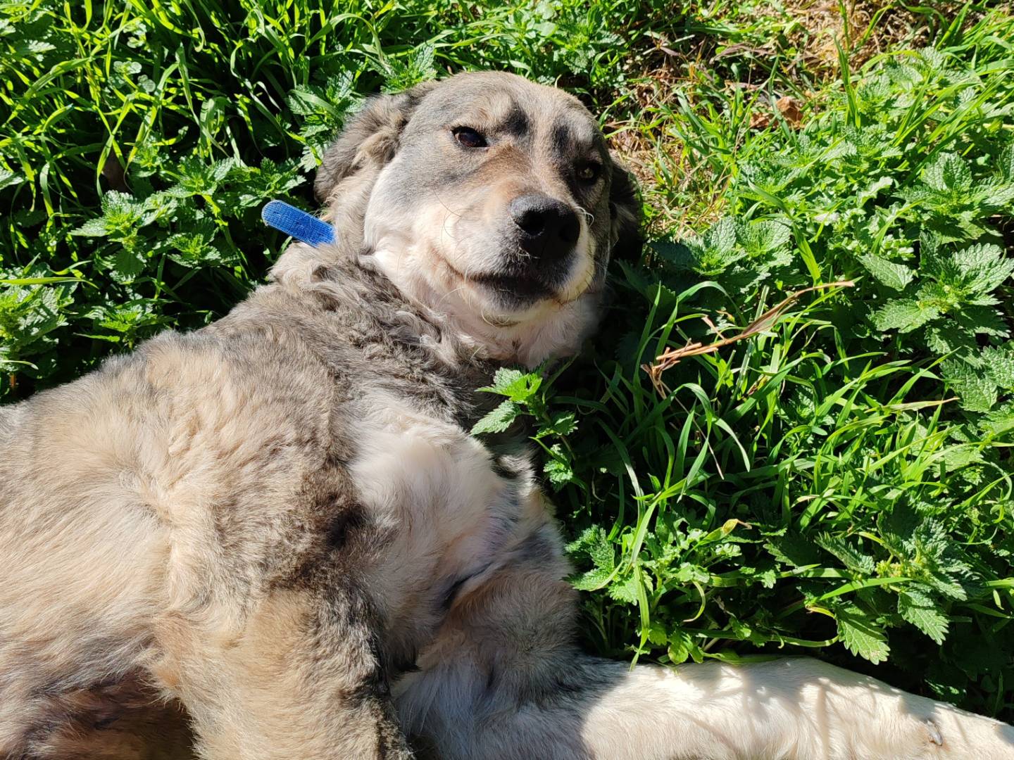 Adotta un cane, femmina, 2 anni  e 1 mese, Crotone