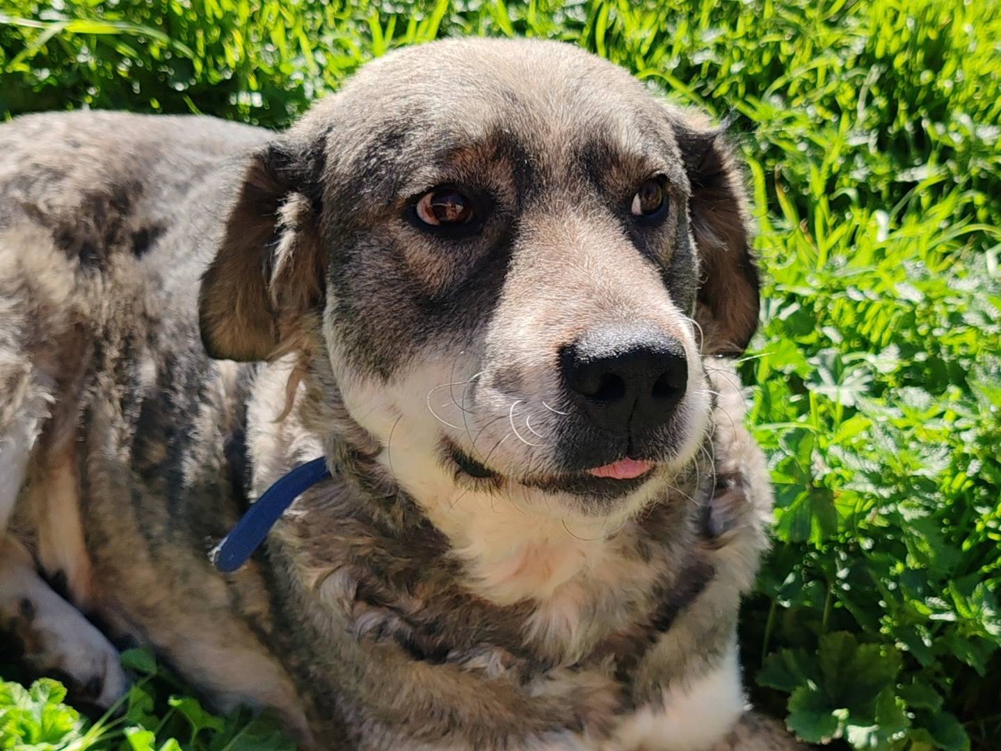 Adotta un cane, taglia grande, femmina, Crotone