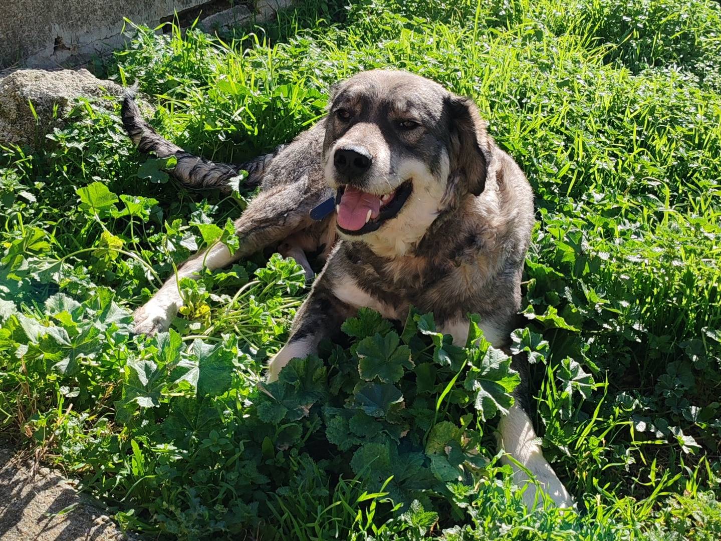 Vuoi adottare un cane a Crotone?