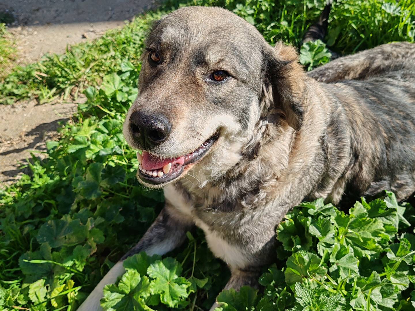 Adotta il cane Aurora a Crotone