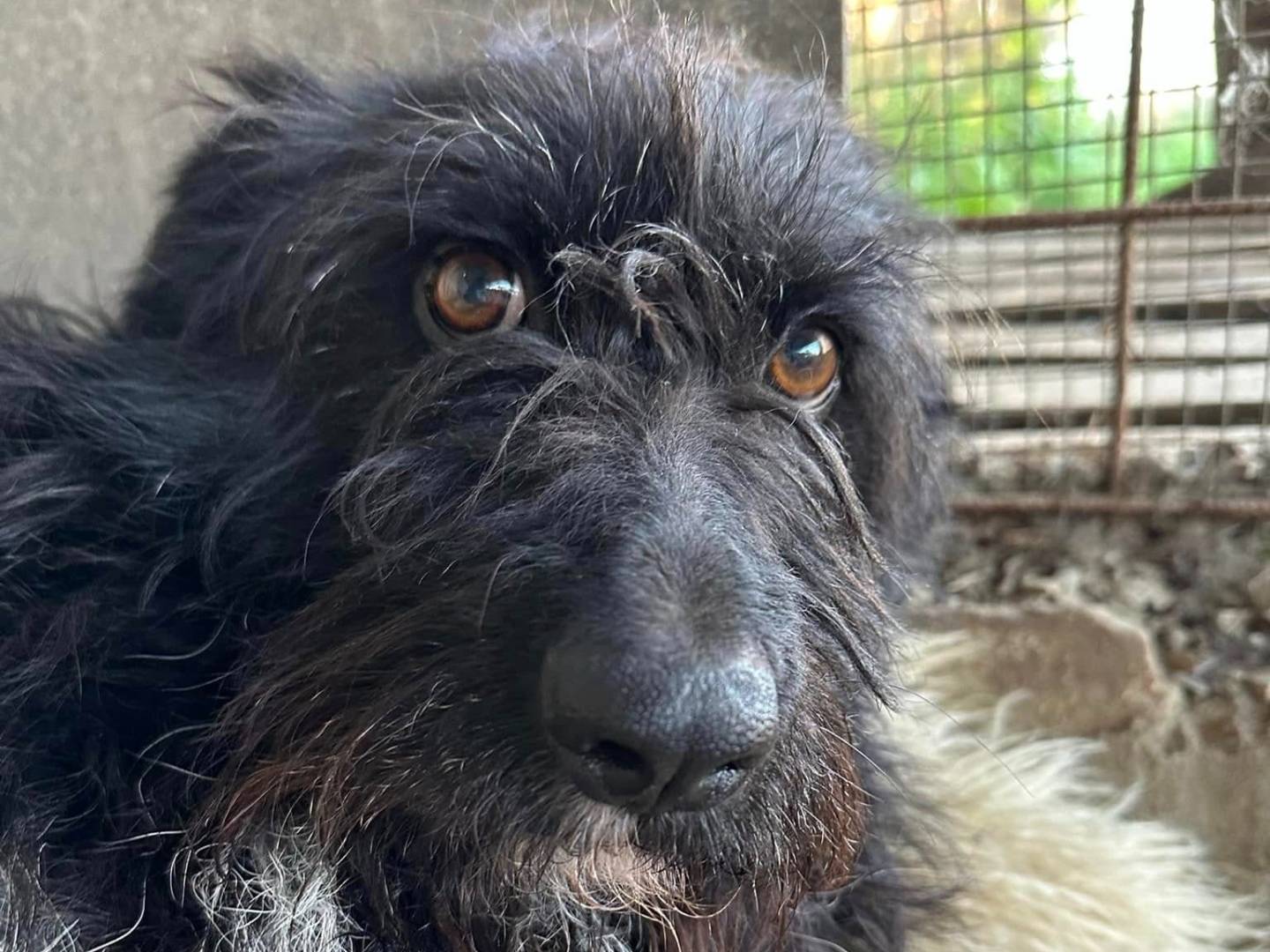 Adozione cane, femmina, Razza sconosciuta Razza sconosciuta, 3 anni  e 8 mesi , taglia media, Teramo