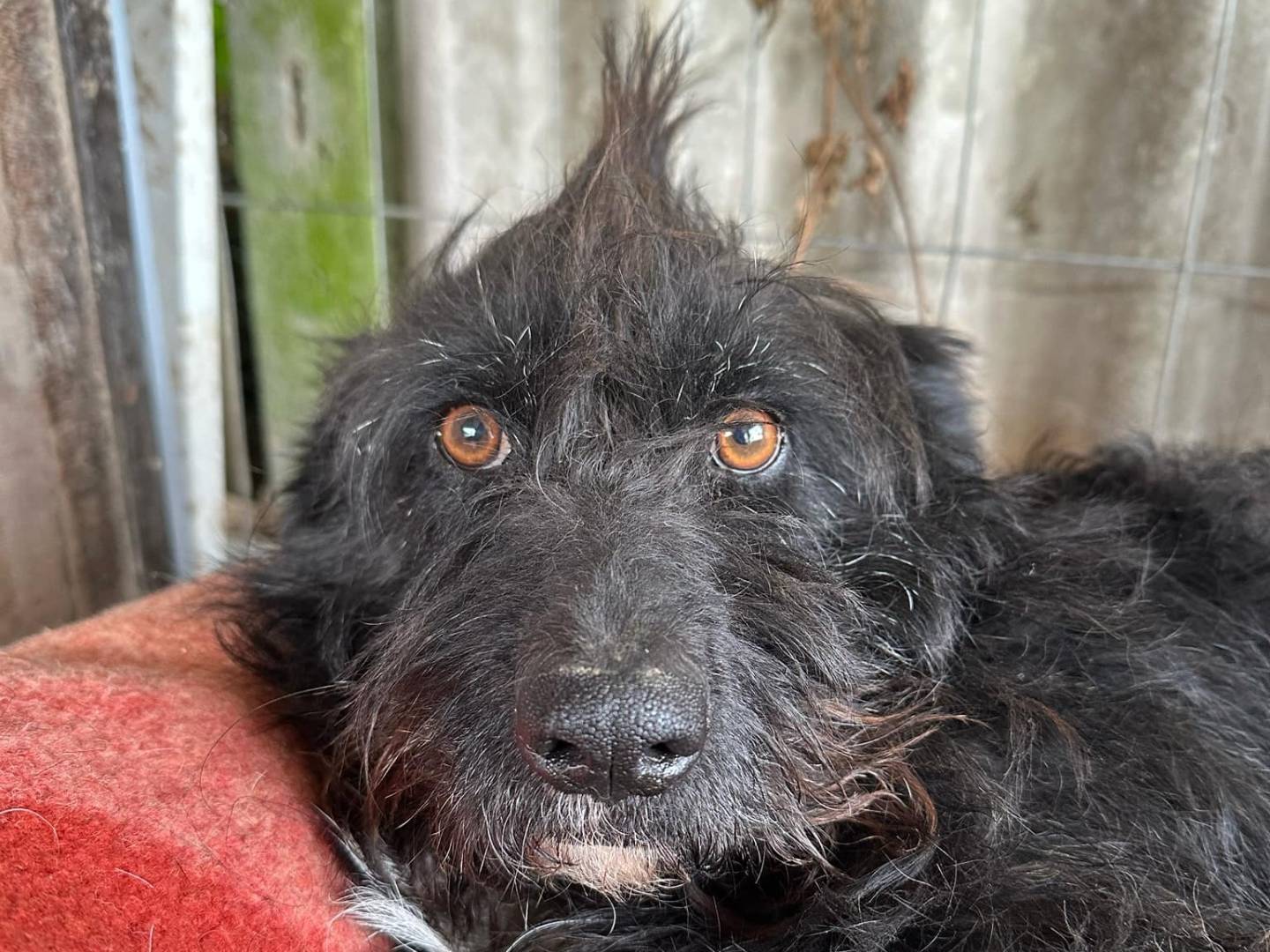 Adotta un cane, femmina, 3 anni  e 8 mesi , Teramo