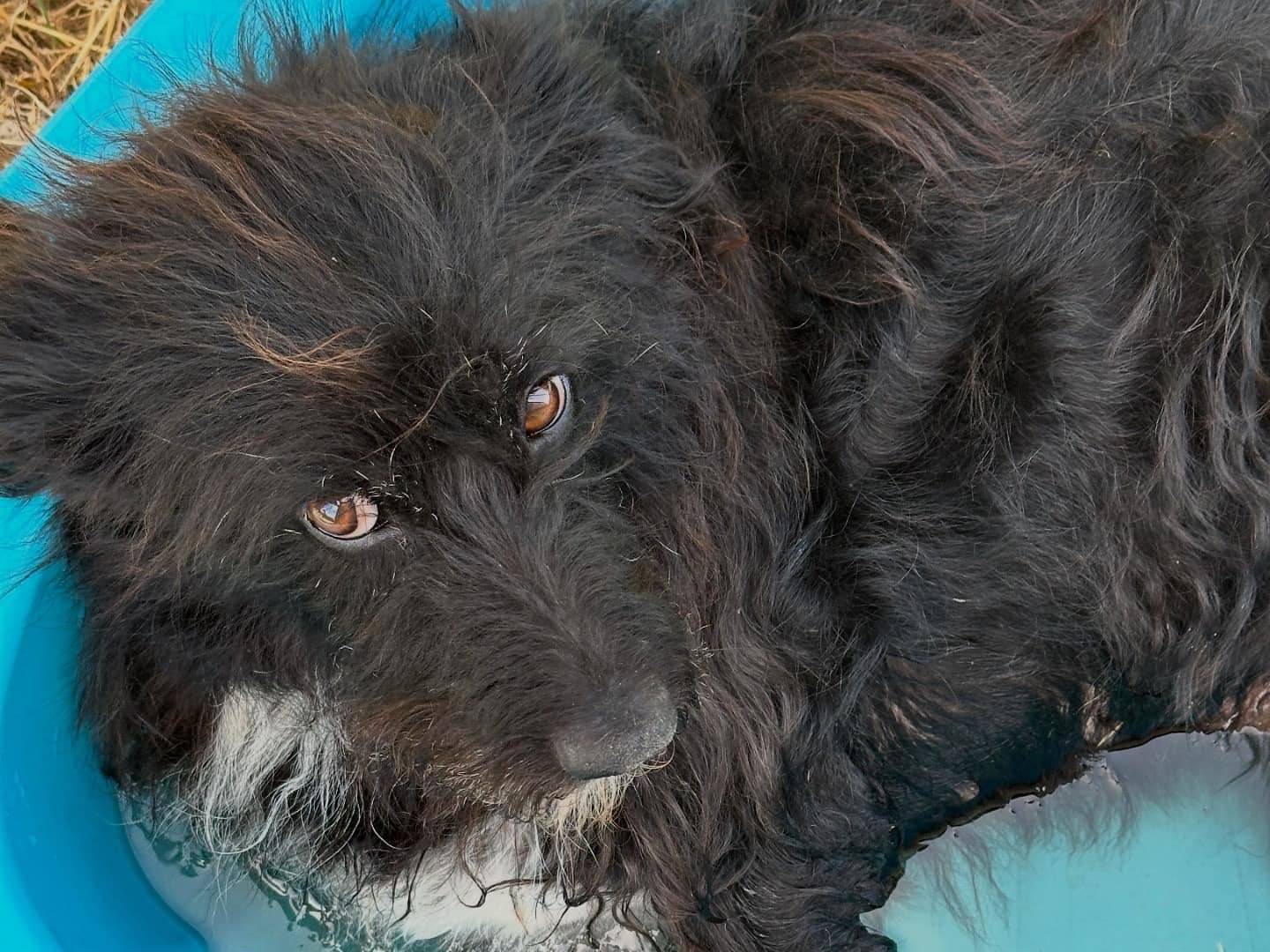 Adotta un cane, taglia media, femmina, Teramo