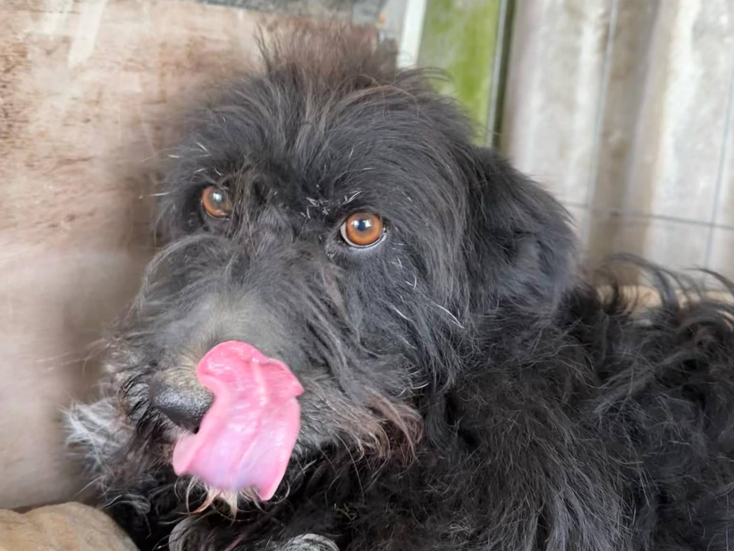 Vuoi adottare un cane a Teramo?