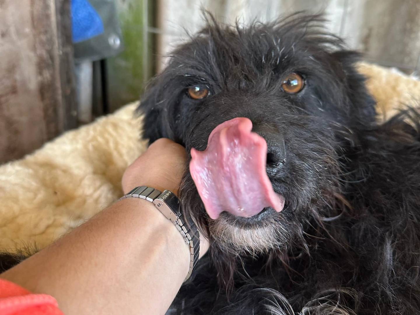 Adotta il cane Tofee a Teramo