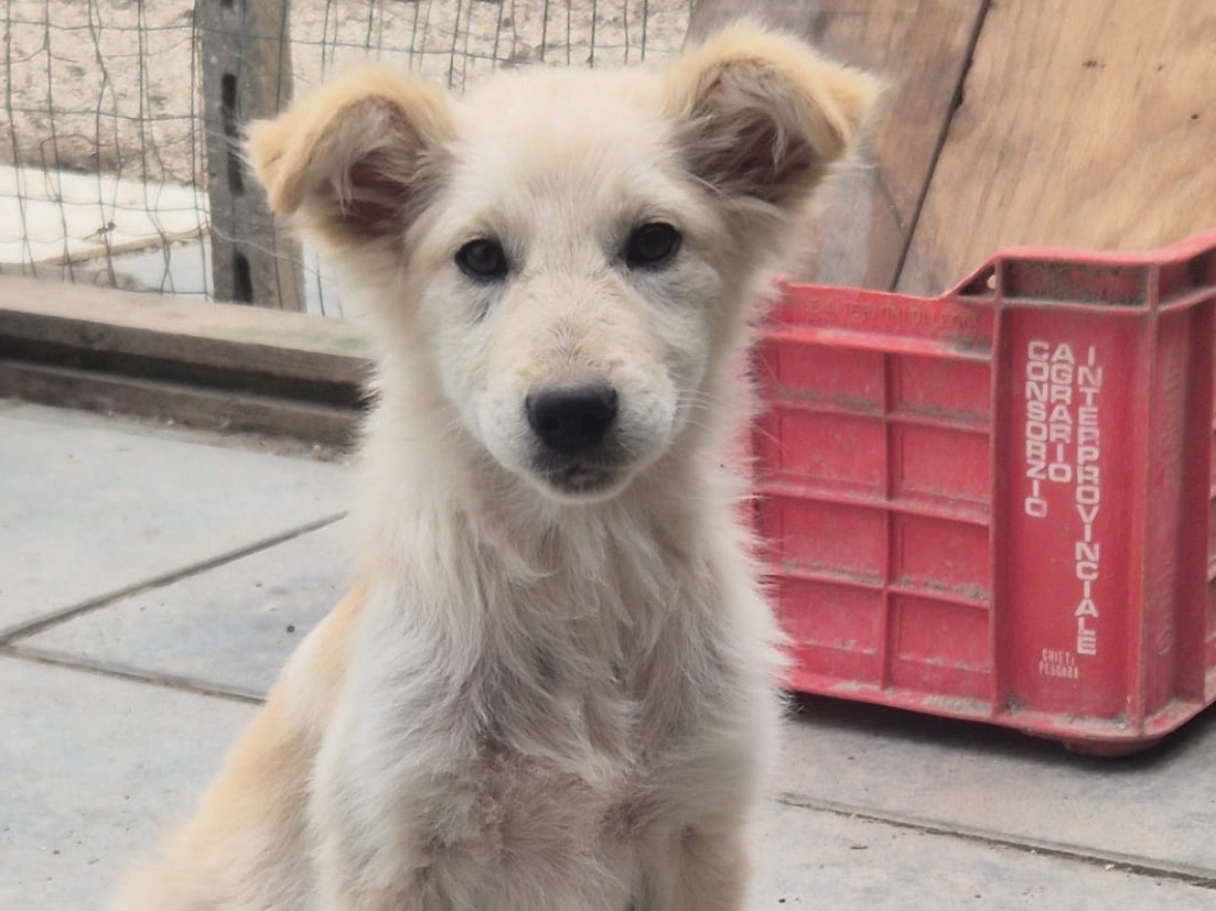 Adozione cane, femmina, Razza sconosciuta Razza sconosciuta, -9 mesi, taglia media, Chieti