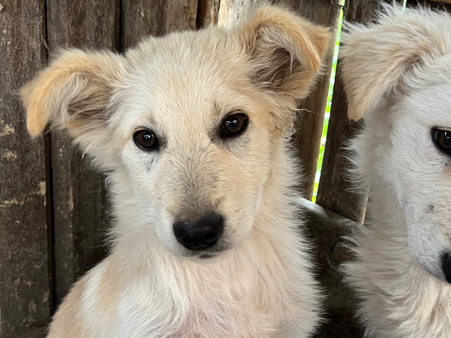 Adotta un cane, taglia media, femmina, Chieti