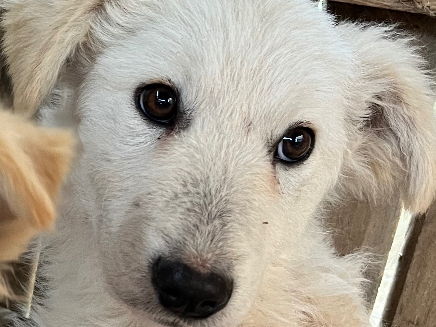 Adotta un cane, femmina, 2 mesi, Chieti