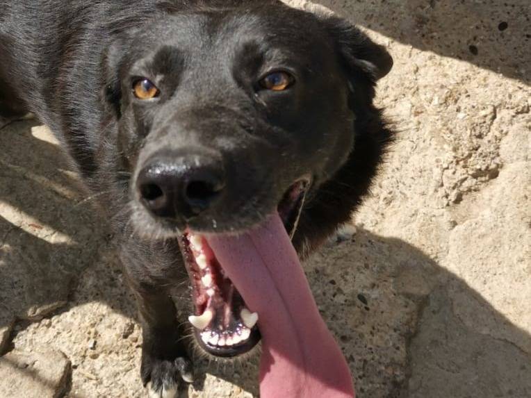 Adotta un cane, taglia media, maschio, Benevento