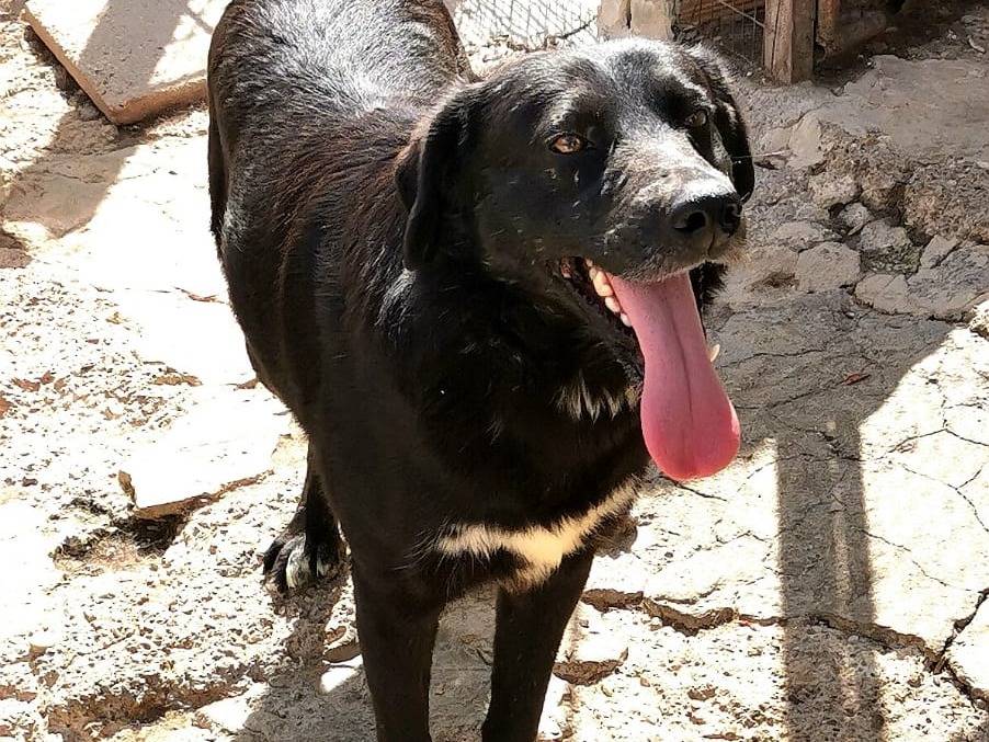 Vuoi adottare un cane a Benevento?