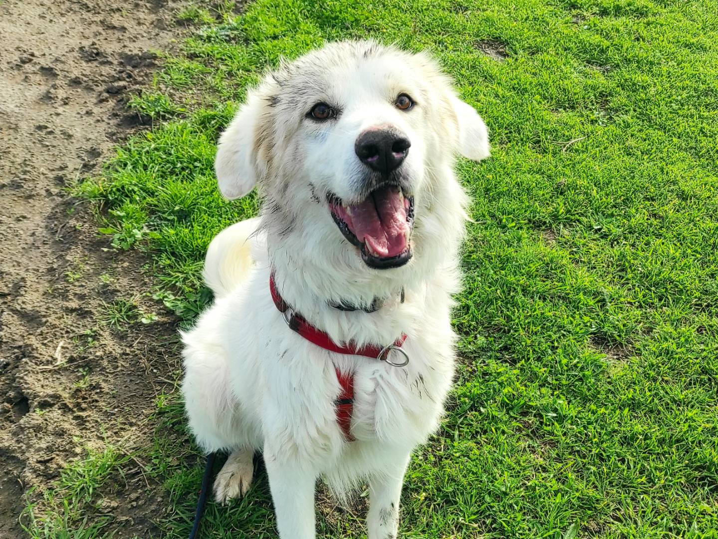 Adozione cane, maschio, Pastore maremmano Golden Retriever, 4 anni  e 6 mesi , taglia gigante, Caserta