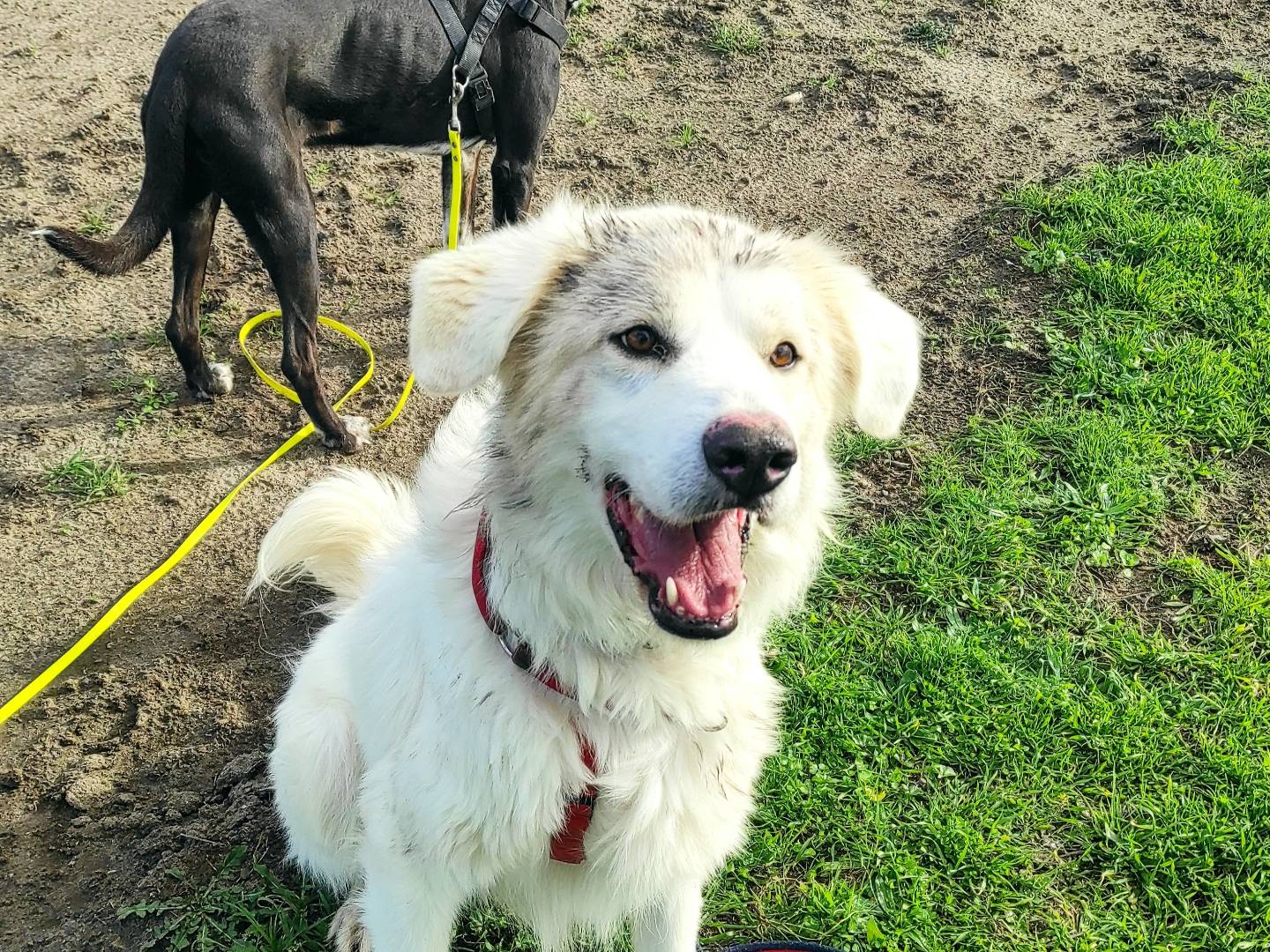 Adotta un cane, maschio, 4 anni  e 6 mesi , Caserta
