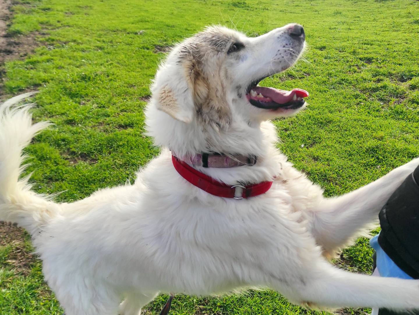Adotta un cane, taglia gigante, maschio, Caserta