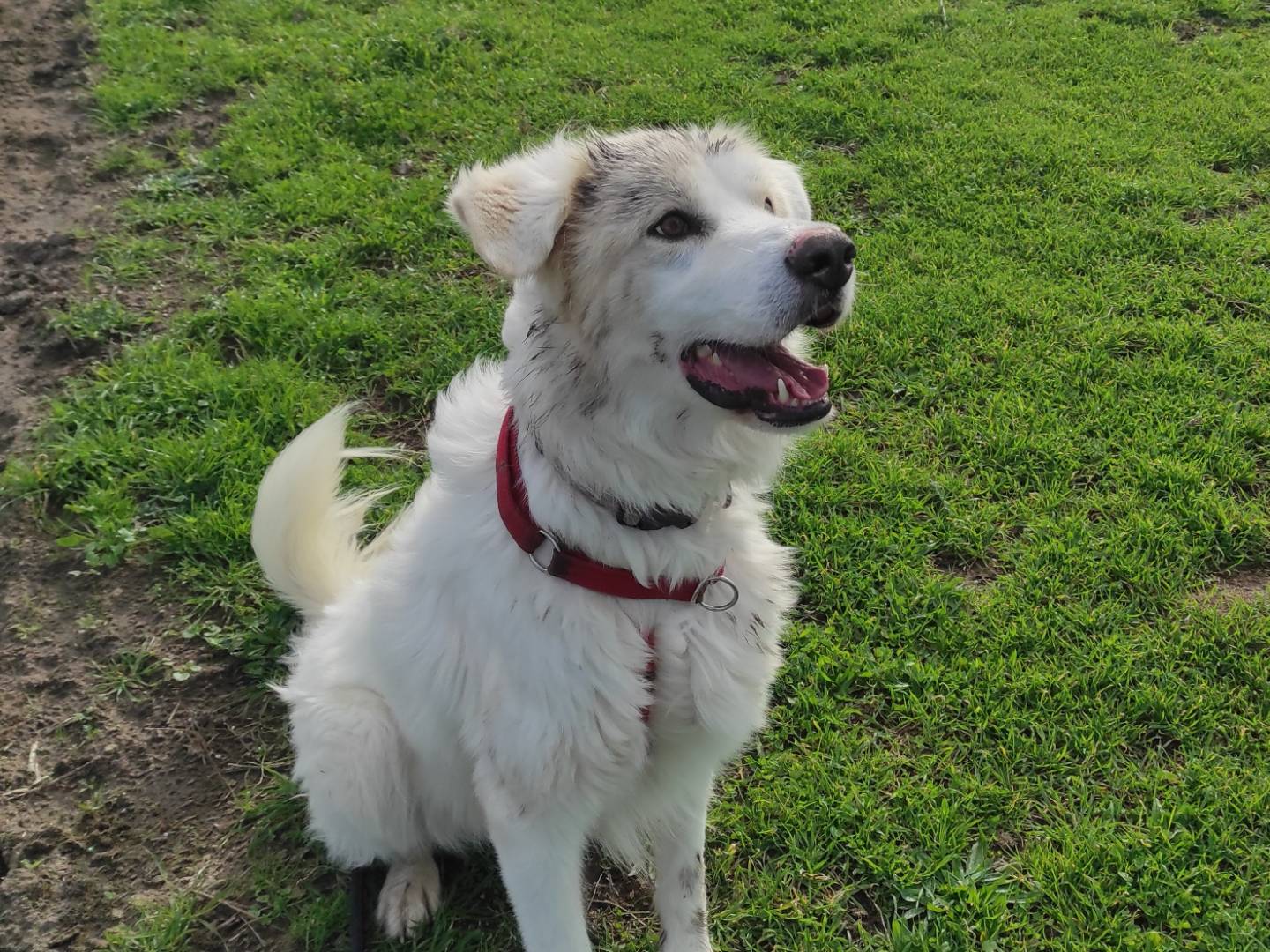Vuoi adottare un cane a Caserta?