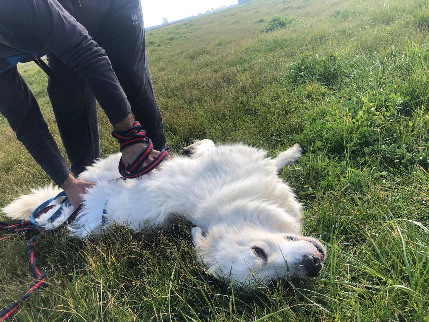 Adotta il cane Leon a Caserta