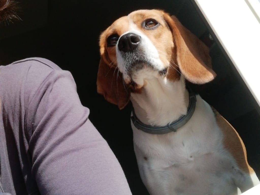 Foto dell'animale